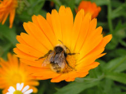 Calendula mit Biene
